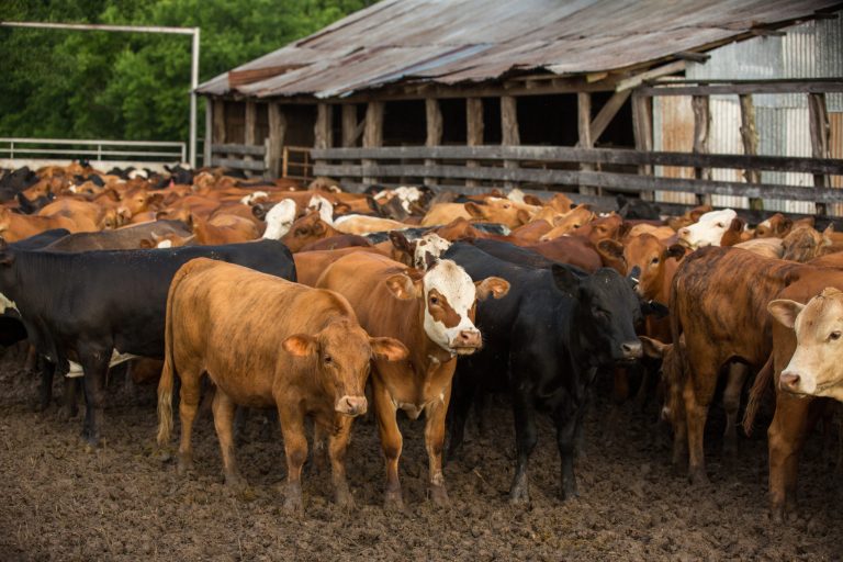 Reflections on the ‘Brave New World’ of Farming